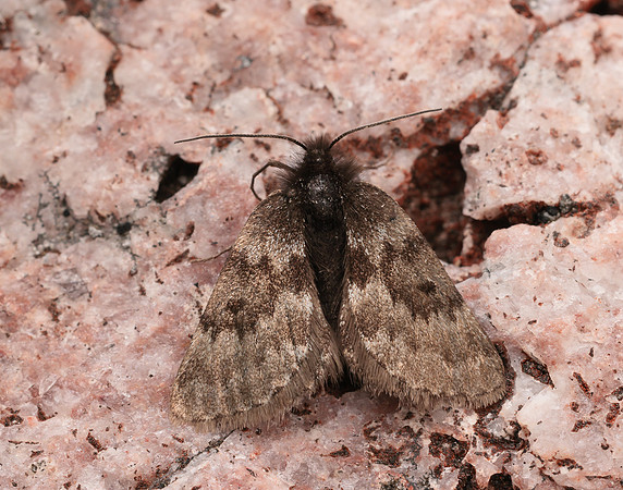 70.289 BF1965 Black Mountain Moth Glacies coracina