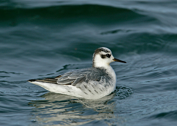 Grey Phalarope Phalaropus fulicarius