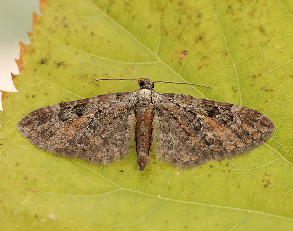 70.187 BF1838 Tawny Speckled Pug Eupithecia icterata