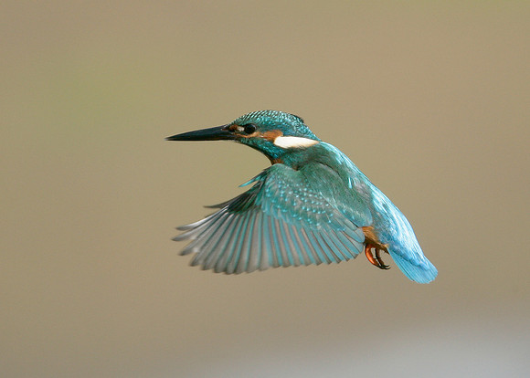 Kingfisher Alcedo atthis