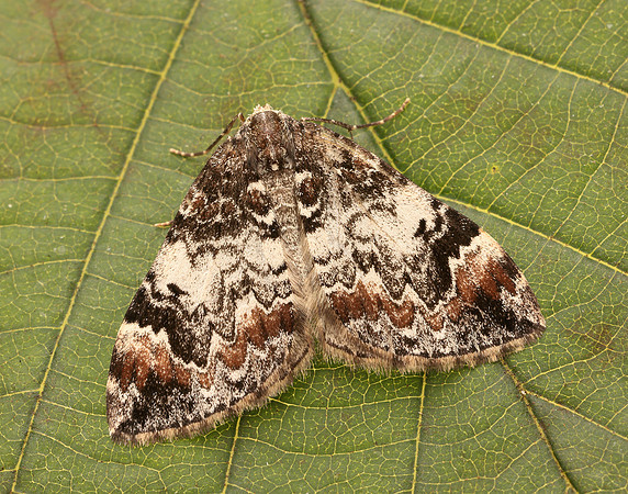 70.097 BF1764 Common Marbled Carpet Dysstroma truncata