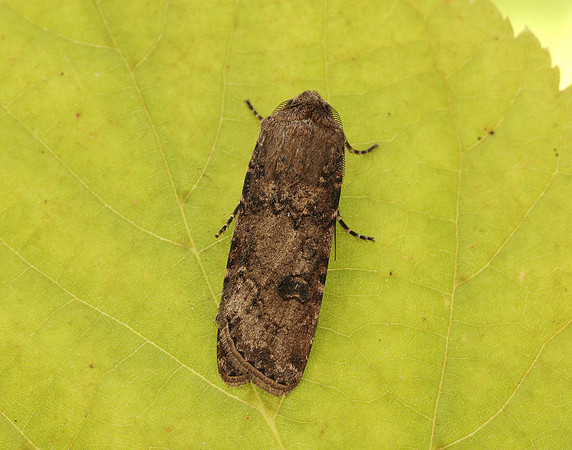 73.319 BF2087 Turnip Moth Agrotis segetum