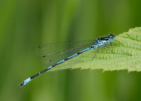 Variable Damselfly Coenagrion pulchellum