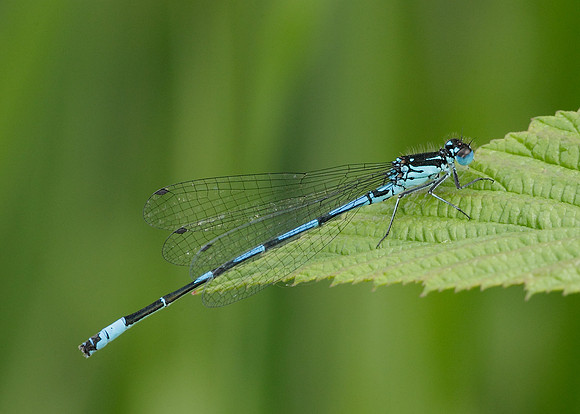Variable Damselfly Coenagrion pulchellum