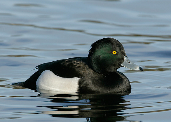 Tufted Duck Aythya fuligula