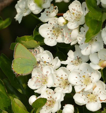 Green Hairstreak Callophrys rubi