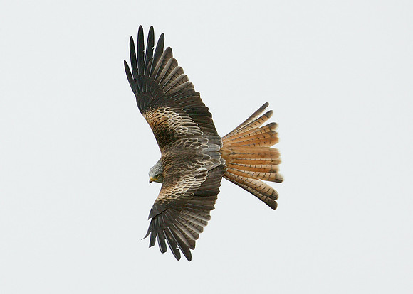 Red Kite Milvus milvus