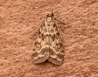 63.066 BF1333 Scoparia pyralella