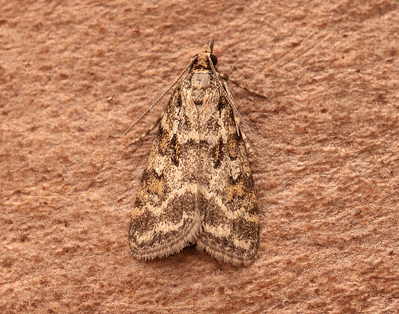 63.066 BF1333 Scoparia pyralella