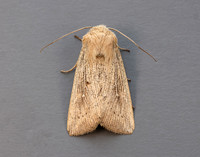 73.302 BF2204 Obscure Wainscot Leucania obsoleta