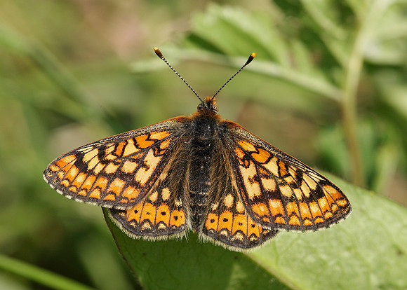 Marsh Fritillary Euphydryas aurinia