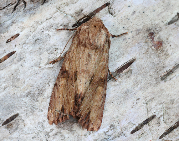73.164 BF2323 Reddish Light Arches Apamea sublustris