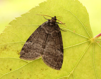 65.013 BF1657 Common Lutestring Ochropacha duplaris