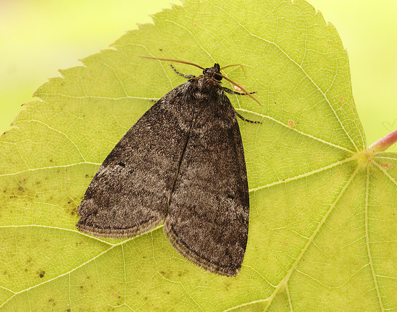 65.013 BF1657 Common Lutestring Ochropacha duplaris