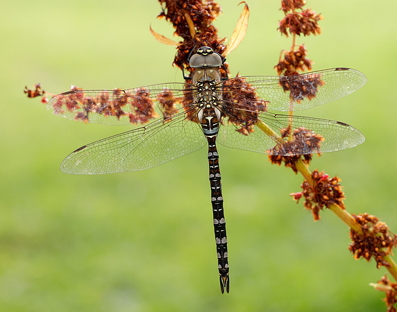 Migarnt Hawker Aeshna mixta