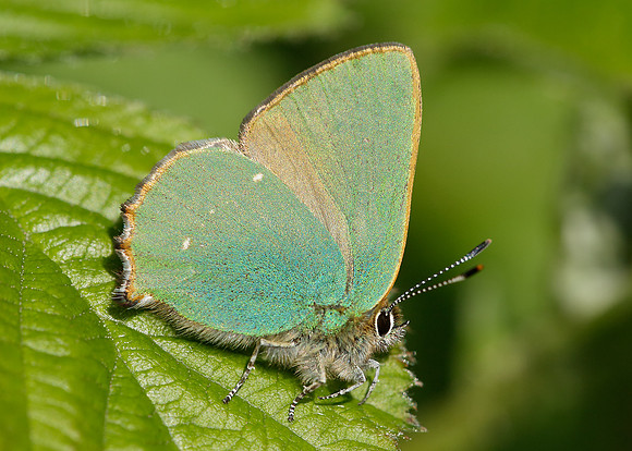 Green Hairstreak Callophrys rubi