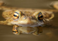 Common Toad Bufo bufo