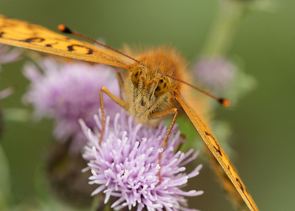 Dark Green fritillary Argynnis aglaja