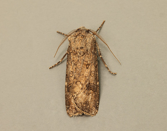 73.319 BF2087 Turnip Moth Agrotis segetum