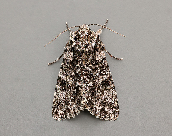 73.045 BF2289 Knot Grass Acronicta rumicis