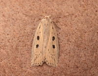 73.100 BF2391 Silky Wainscot Chilodes maritima