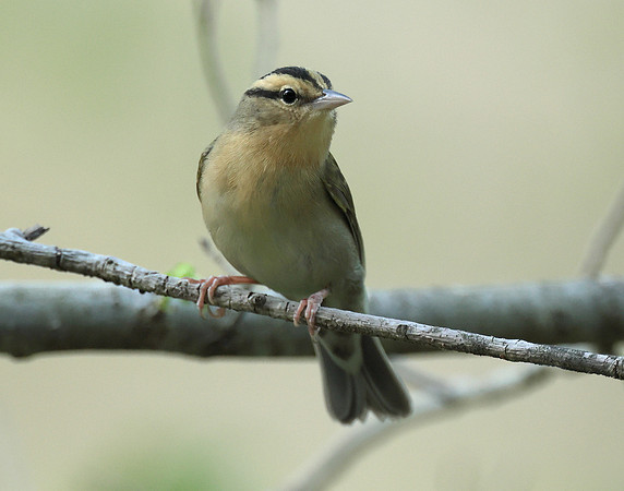 Worm-eating Warbler Helmitheros vermivorum