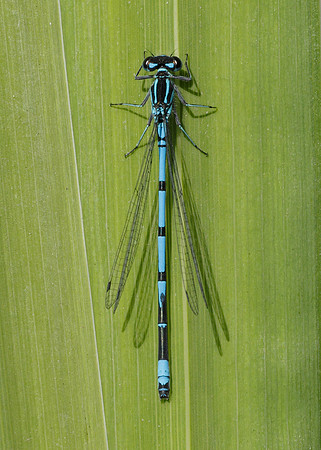 Azure Damselfly Coenagrion puella