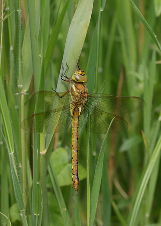 Norfolk Hawker Aeshna isosceles