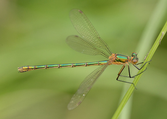 Emerald Damselfly Lestes sponsa
