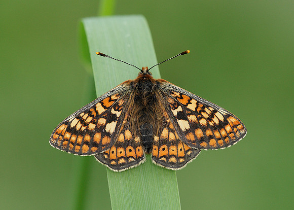 Marsh Fritillary Euphydryas aurinia