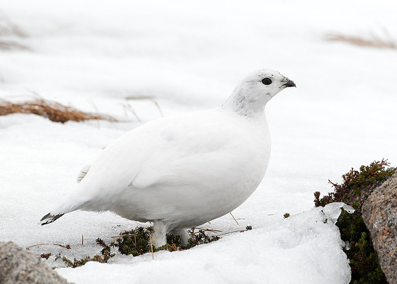 Ptarmigan Lagopus mutus