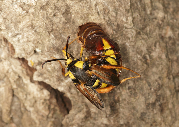 52.002 BF0370 Hornet Moth Sesia apiformis