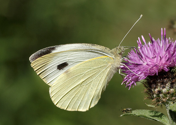 Large White Pieris brassicae