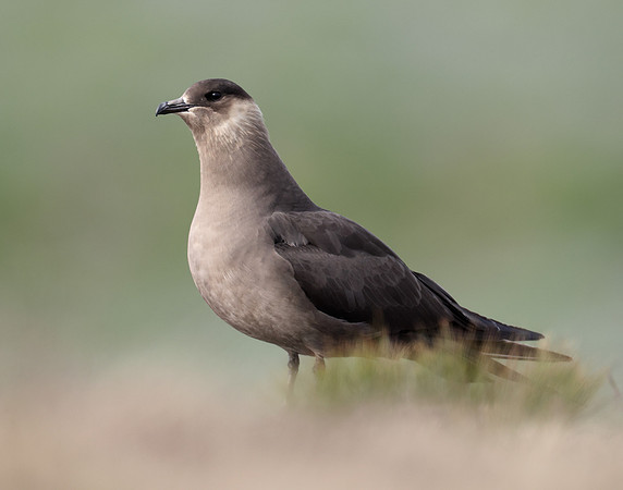 Arctic Skua Stercorarius parasiticus