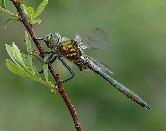 Brilliant Emerald Somatochlora metallica