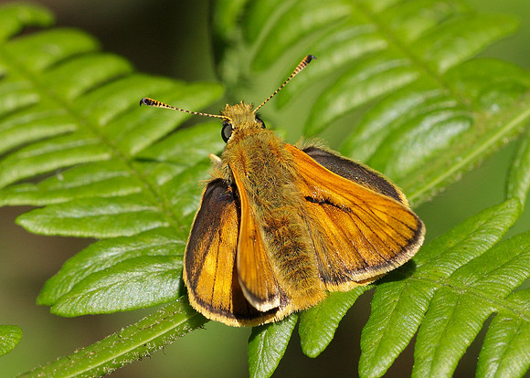 Large Skipper Ochlodes venata