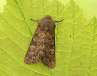 73.234 BF2229 Brindled Ochre Dasypolia templi