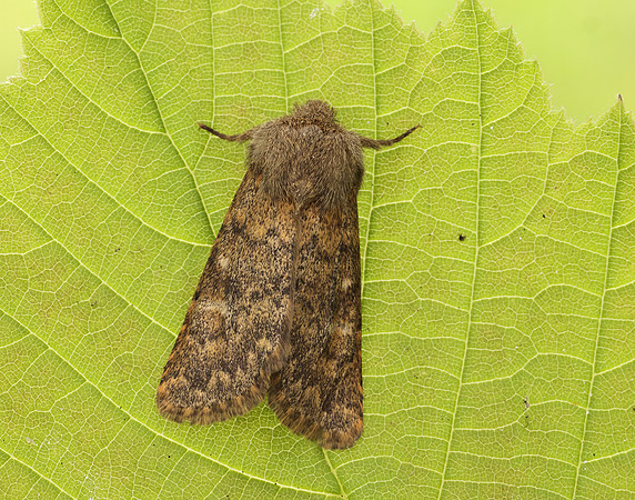 73.234 BF2229 Brindled Ochre Dasypolia templi