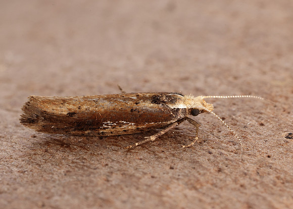 17.010 BF460 Ypsolopha parenthesella