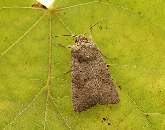 73.099 BF2384 Vine's Rustic Hoplodrina ambigua