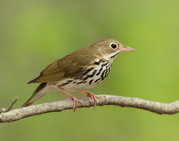 Ovenbird Seiurus aurocapilla