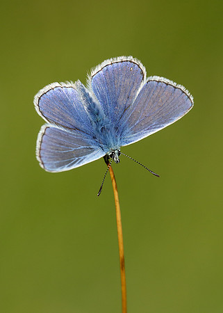 Common Blue Polyommatus icarus