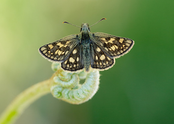 Chequered Skipper Carterocephalus palaemon