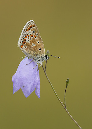 Common Blue Polyommatus icarus