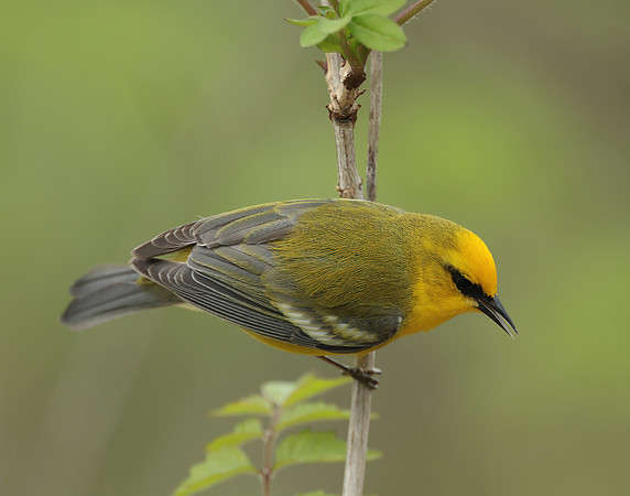 Blue-winged Warbler Vermivora cyanoptera