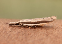 28.025 BF654 Pleurota bicostella