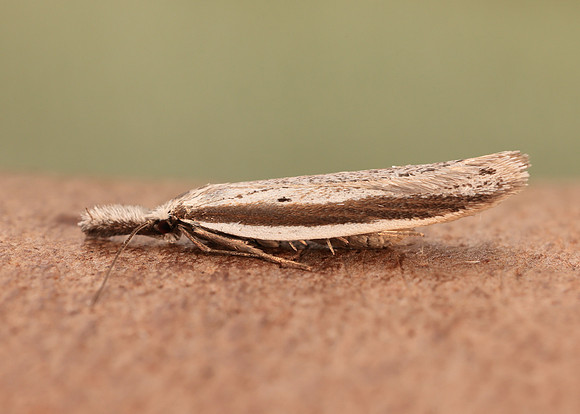 28.025 BF654 Pleurota bicostella