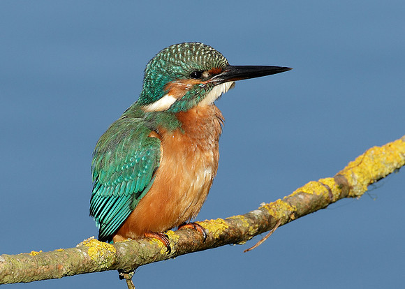 Kingfisher Alcedo atthis
