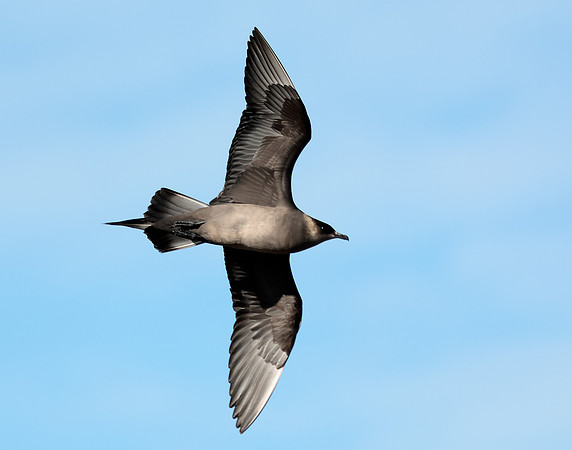 Arctic Skua Stercorarius parasiticus