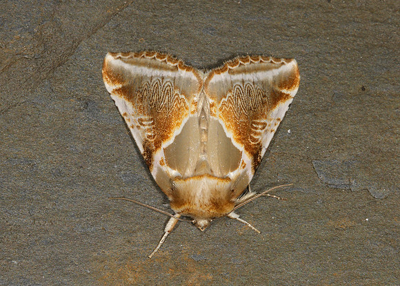 65.009 BF1653 Buff Arches Habrosyne pyritoides